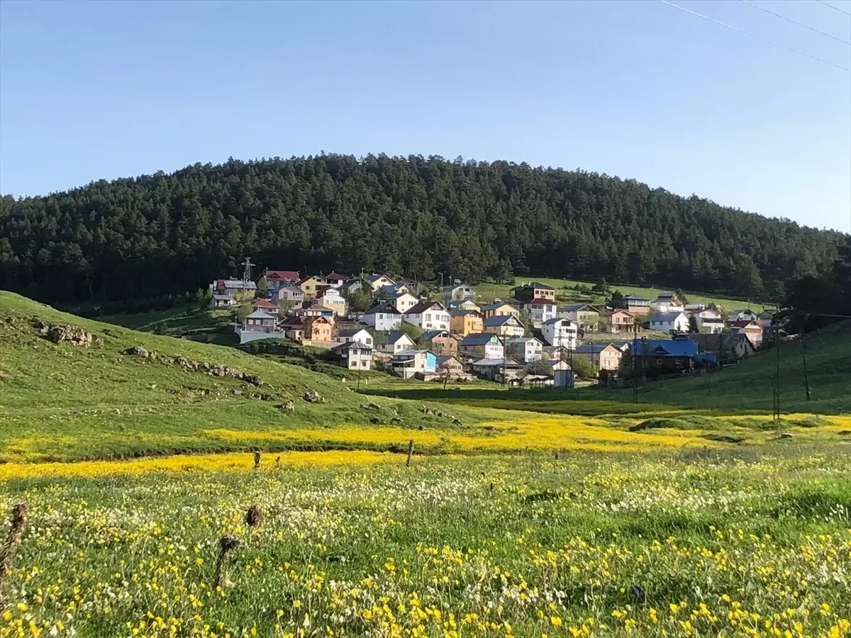 Eğriçimen Yaylası'nda Sarı Papatyalar Açıldı