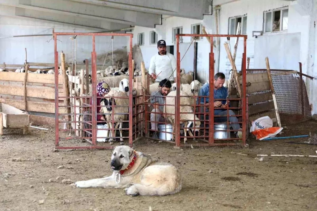 Elazığ'a Küçükbaş Hayvancılığa 41 Milyon TL Destek