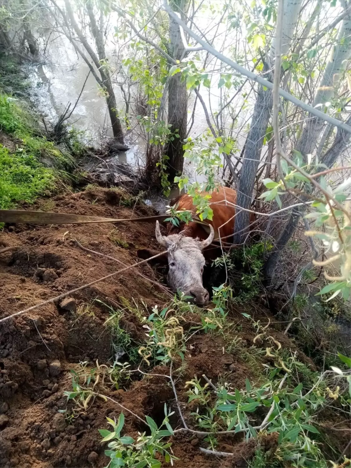 Erzincan'da Nehir Kıyısına Düşen İnek Kurtarıldı