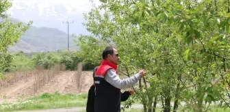 Erzincan'da 40 Bin Vişne Ağacıyla Organik Üretim