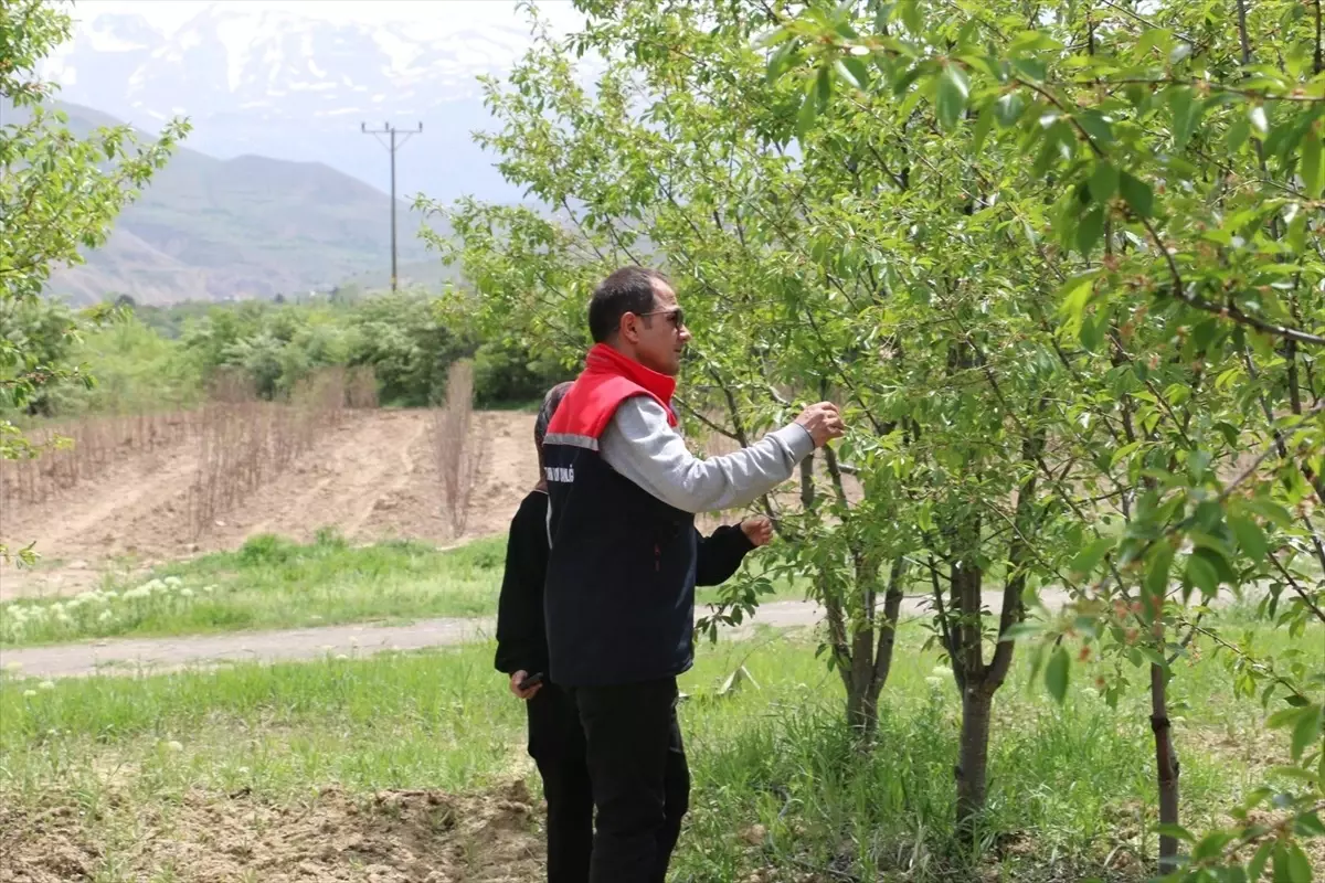 Erzincan'da 40 Bin Vişne Ağacıyla Organik Üretim