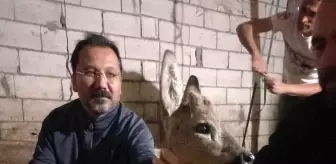 Köpek Saldırısından Kurtarılan Yavru Karaca Tedavi Altında