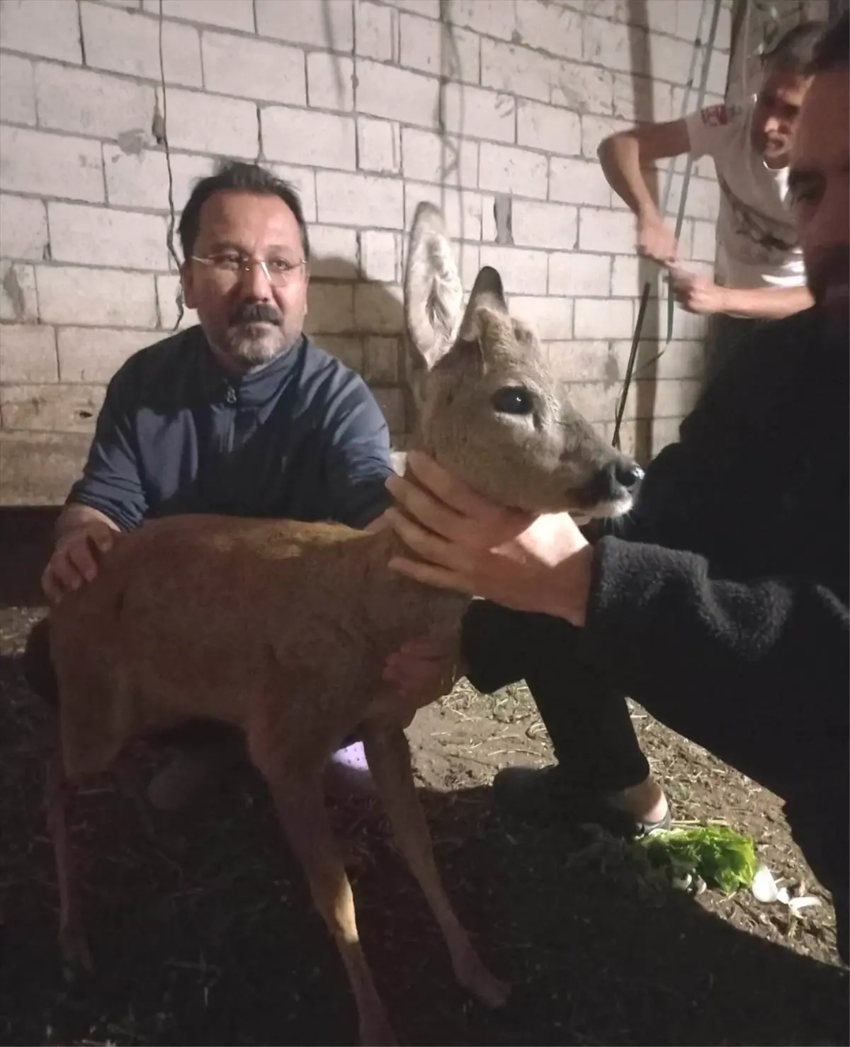 Köpek Saldırısından Kurtarılan Yavru Karaca Tedavi Altında