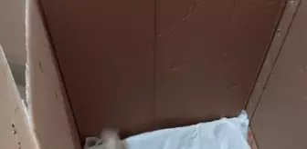 Giresun'da Yavru Karaca Koruma Altına Alındı