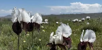 Iğdır Yaylaları Baharın Gelmesiyle Renklendi