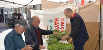 Havza'da Sebze Fidesi Satışları Başladı