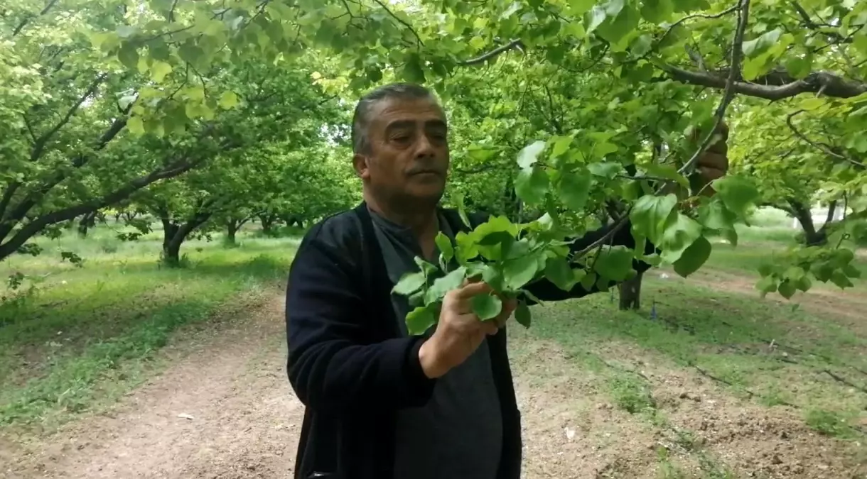Isparta'da Zirai Don Kayısı Üreticilerini Vurdu