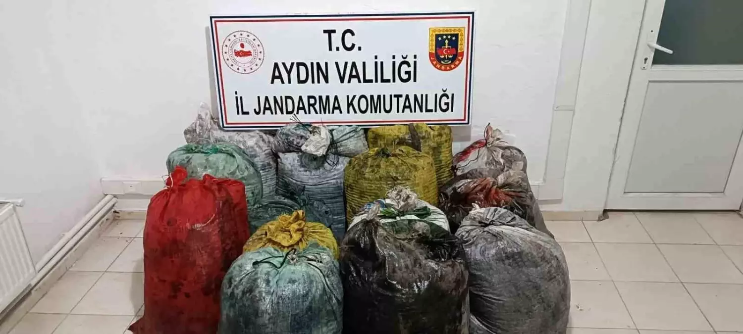 Aydın'da İzinsiz Zeytin Toplayan 11 Şüpheli Suçüstü Yakalandı