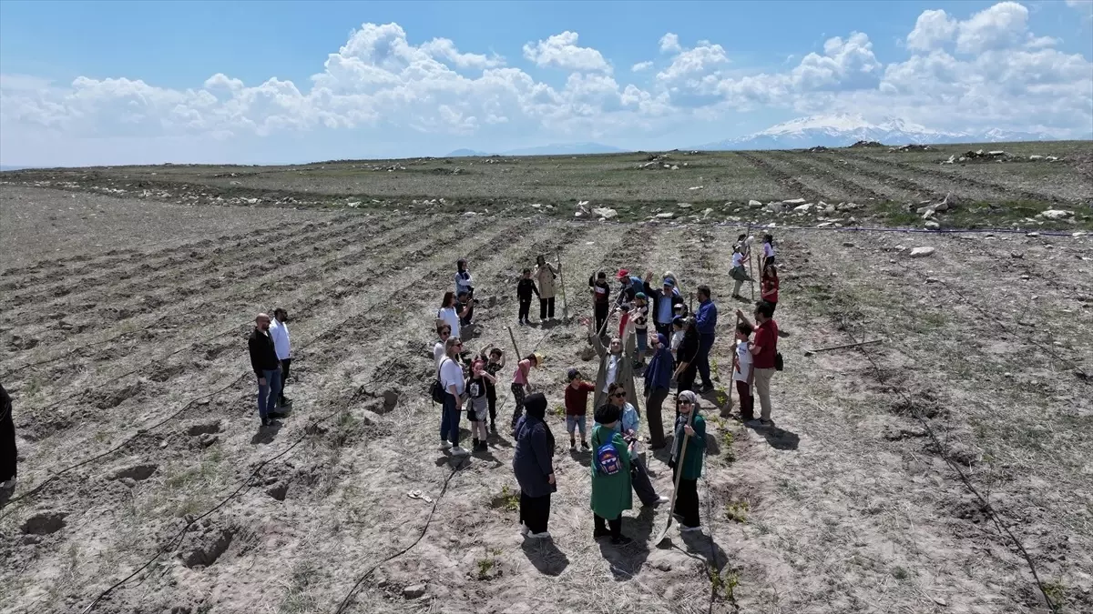 Kayseri'de Öğrenciler Gilaburu Dikimine Katıldı