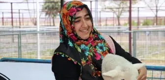 Kayseri'de Koyun Güzellik Yarışması Düzenlendi