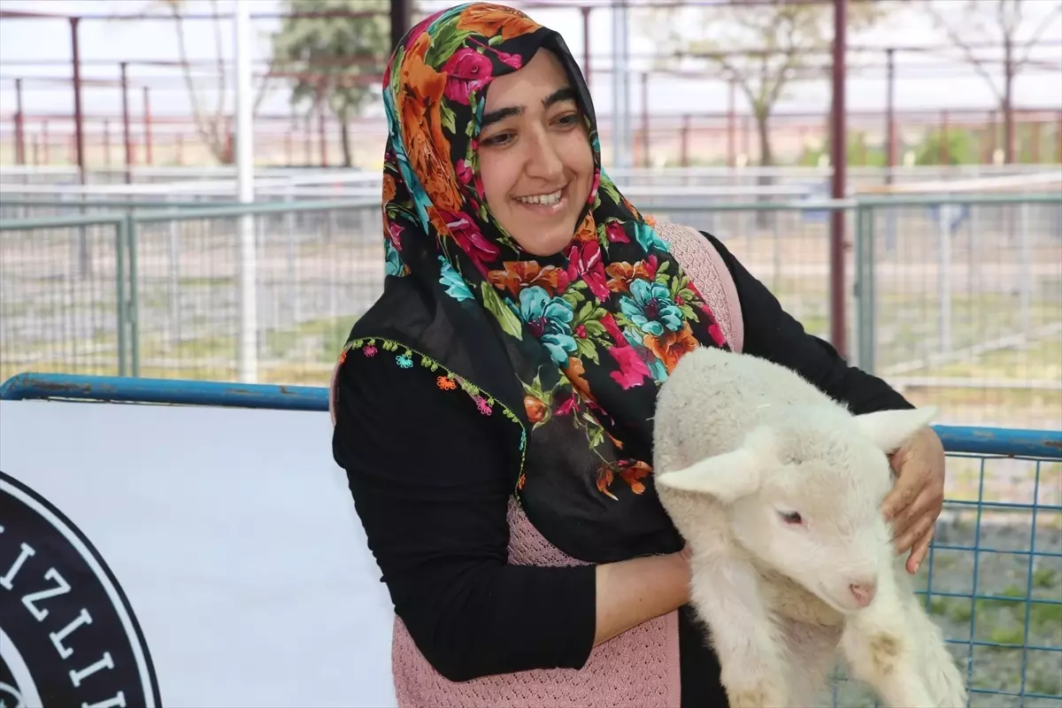 Kayseri'de Koyun Güzellik Yarışması Düzenlendi