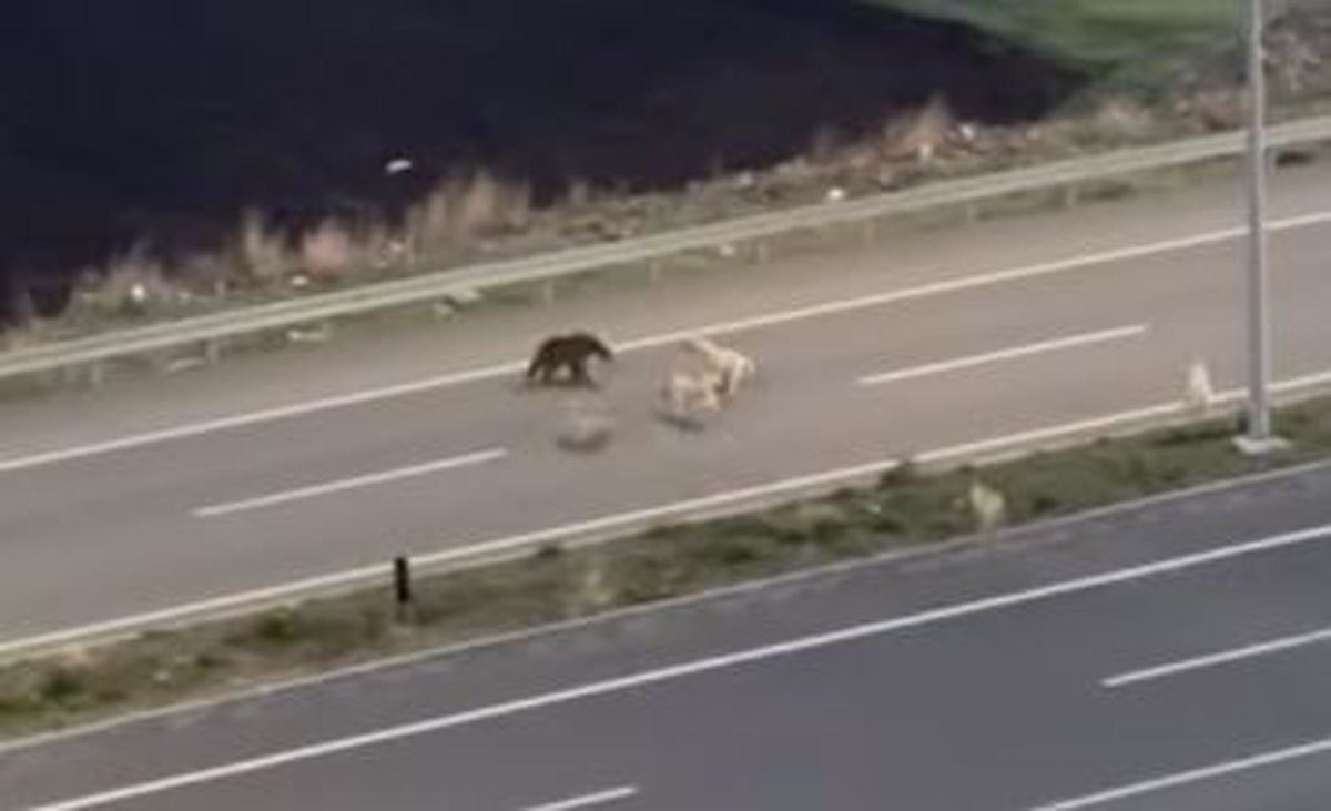 Ardahan'da Bozayı ve Köpeklerin Dalaşı Kamerada