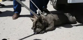 Malatya'da Pitbull Saldırısı: Bir Kadın Yaralandı