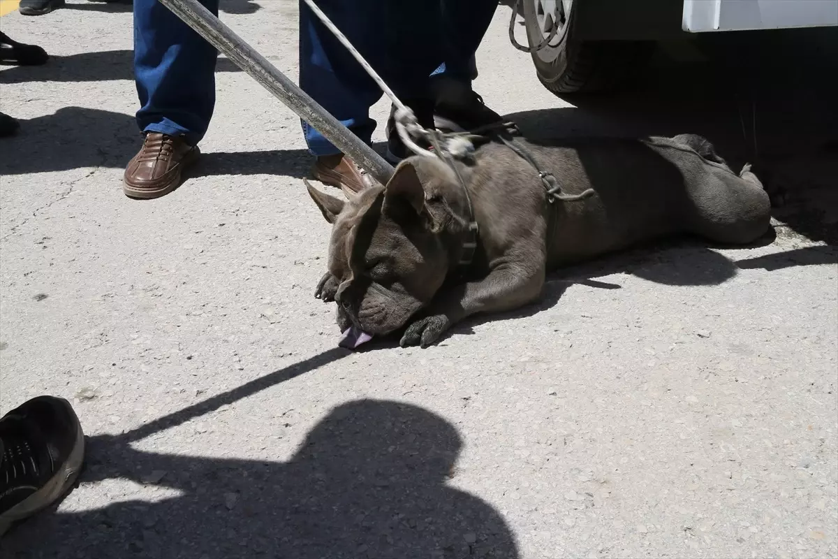 Malatya'da Pitbull Saldırısı: Bir Kadın Yaralandı
