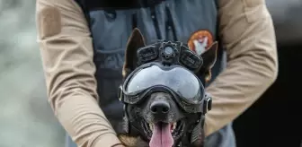 Bursa'da Eğitimli Askeri Köpekler, TSK'ya Destek Oluyor