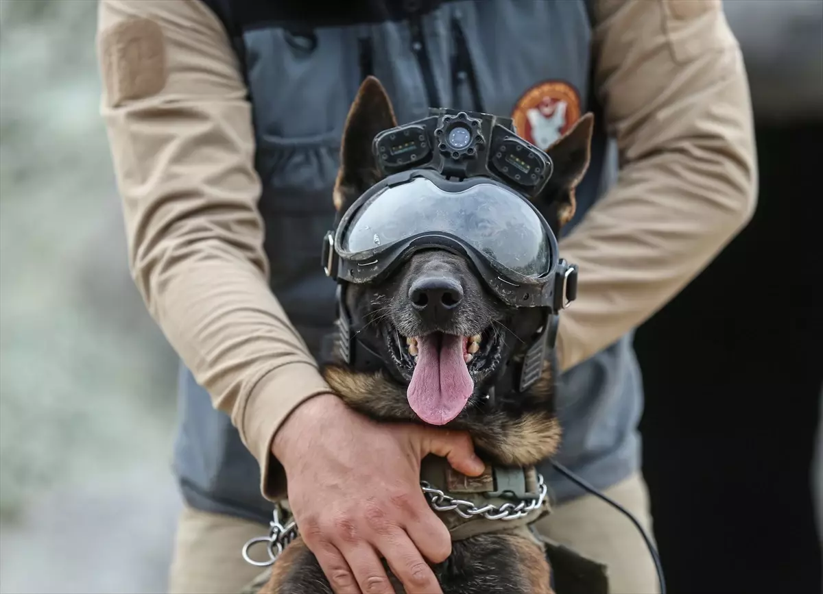 Bursa'da Eğitimli Askeri Köpekler, TSK'ya Destek Oluyor