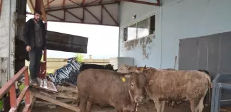 Kurban Bayramı için Muş'tan büyükbaş hayvan sevkiyatı başladı