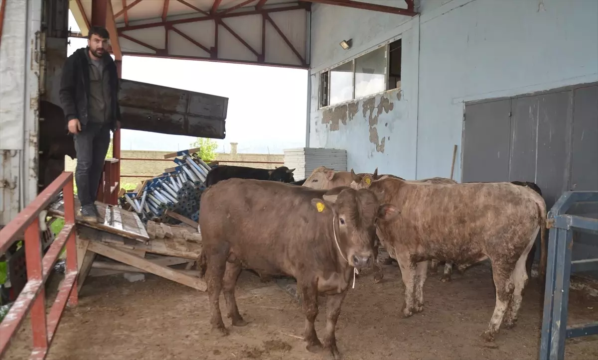 Kurban Bayramı için Muş'tan büyükbaş hayvan sevkiyatı başladı