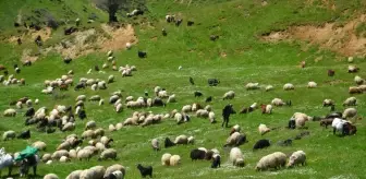 Göçerler Muş'ta Süt Sağımına Başladı