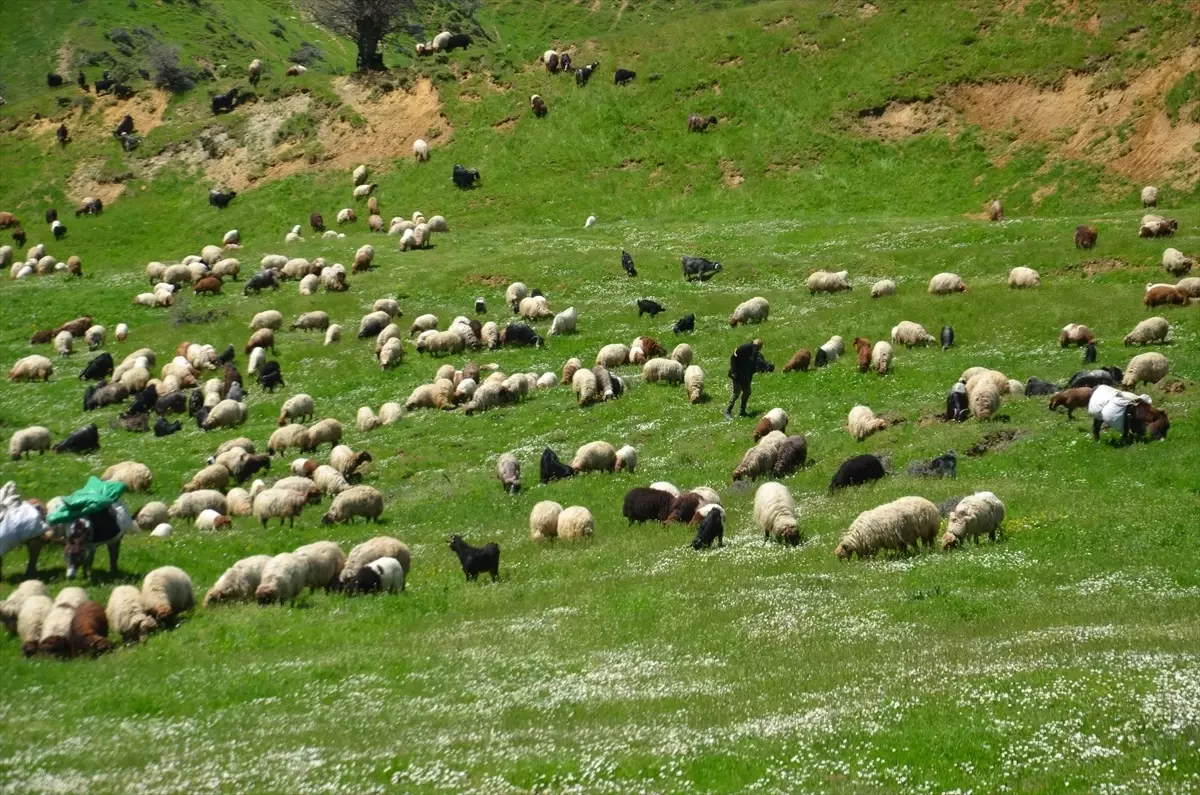 Göçerler Muş'ta Süt Sağımına Başladı