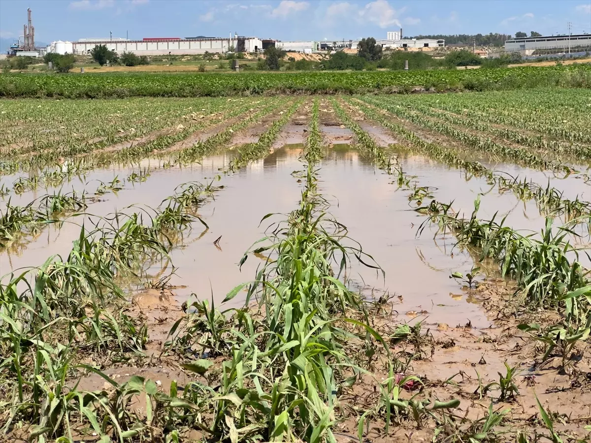 Osmaniye'de Sağanak ve Dolu Tarım Arazilerine Zarar Verdi