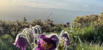 Erzurum'daki Palandöken Dağı'nda Mor Ters Laleler Ağaçlandı