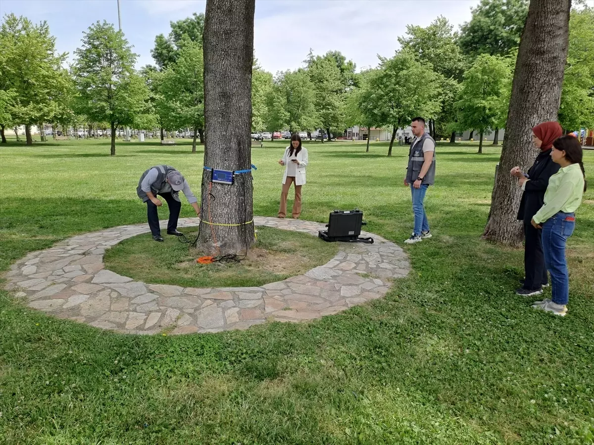 Sakarya'da Ağaç Sağlığı Akustik Tomografi ile İzleniyor