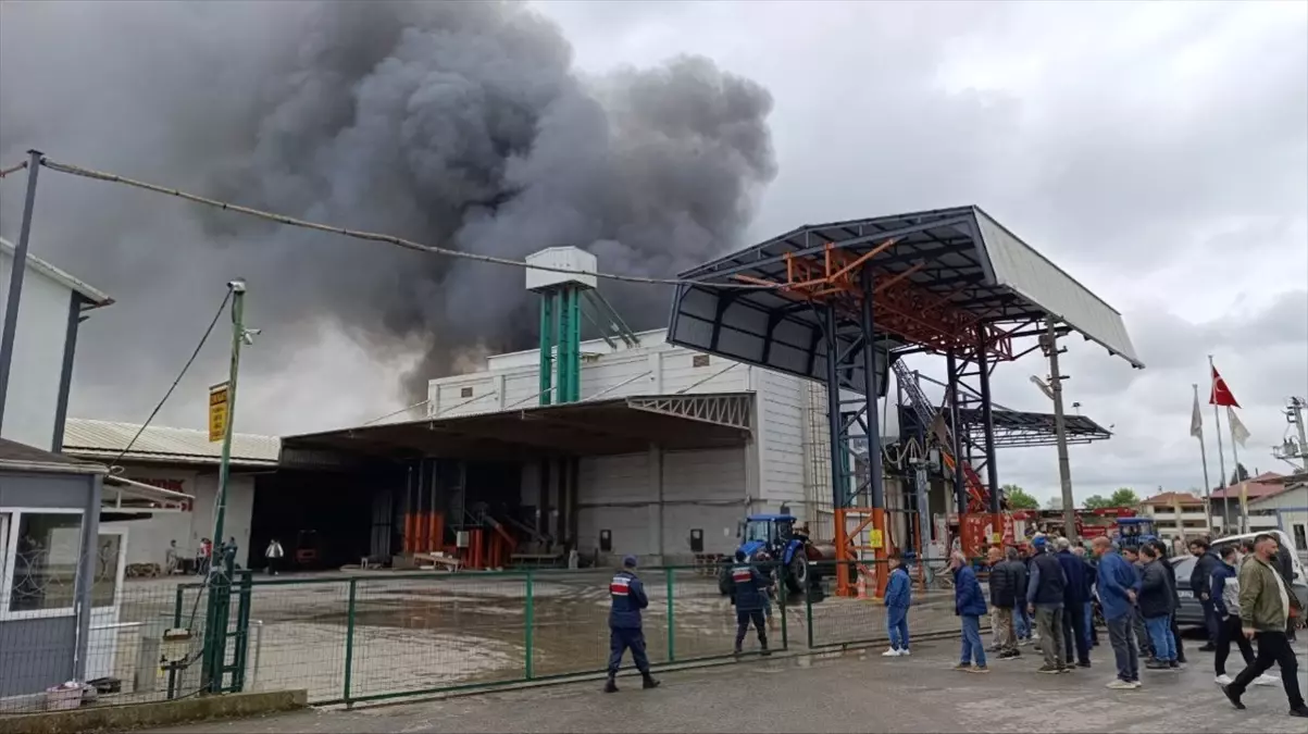 Karasu'da Fındık Kırım Fabrikasında Yangın