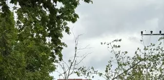 Sakarya'da Fırtına ve Dolu Hayatı Olumsuz Etkiledi