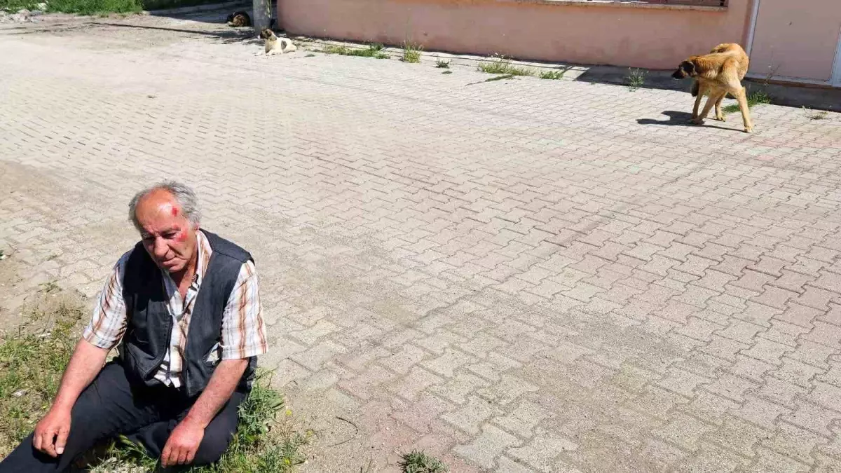 Burdur'da Sokak Köpeklerinin Saldırısına Uğrayan Yaşlı Adam Yaralandı