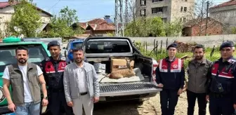 Yaralı Karaca, Asarcık'ta Tedavi Altına Alındı