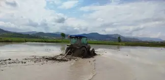 Boyabat'ta Çeltik Ekimi Başladı
