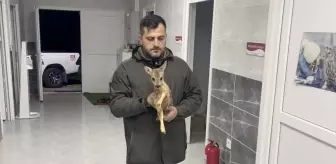 Sinop'ta Yavru Karaca Koruma Altına Alındı