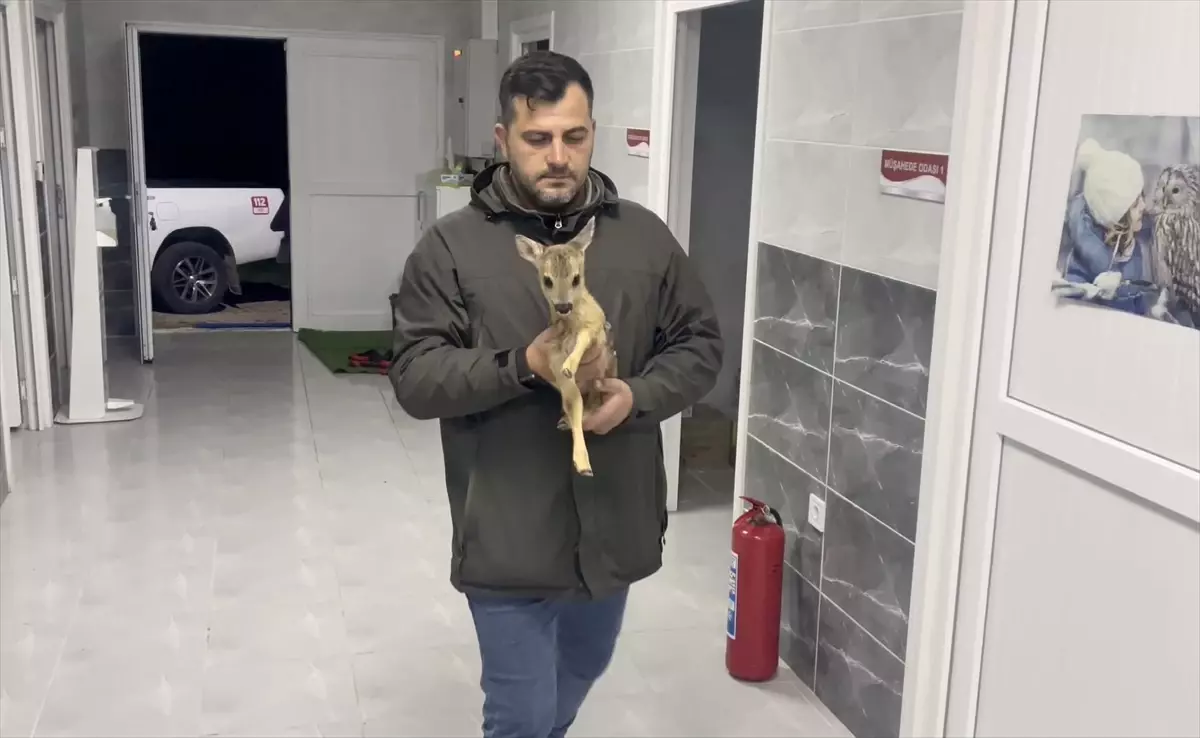 Sinop'ta Yavru Karaca Koruma Altına Alındı