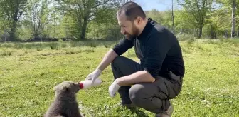 Yaralı Ayı Yavruları Kurtarıldı