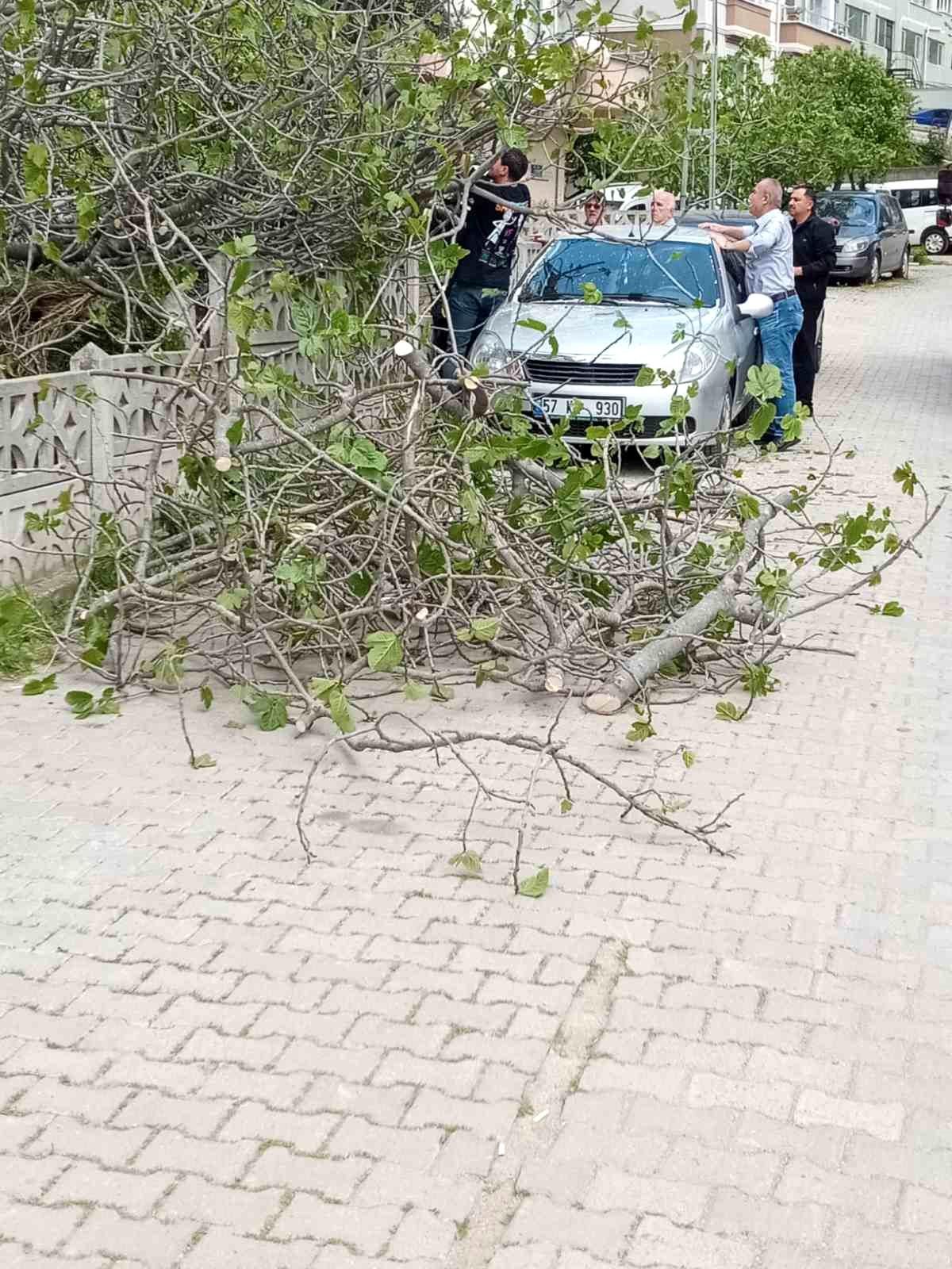 Sinop'ta Devrilen İncir Ağacı Otomobilin Üzerine Düştü