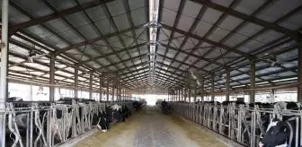 Lüleburgaz'daki Süt İşletmesi Güneş Enerjisi ile Tasarruf Sağlıyor