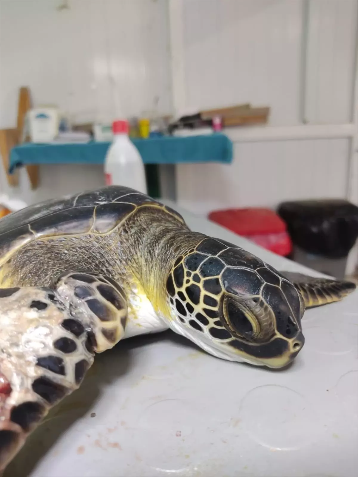Muğla'da 50 Deniz Kaplumbağası Doğaya Salınacak