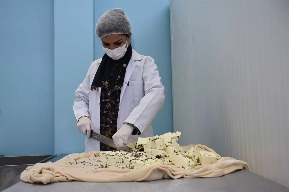 Van'da Kadın Kooperatifinden Yılın İlk Peynir Üretimi
