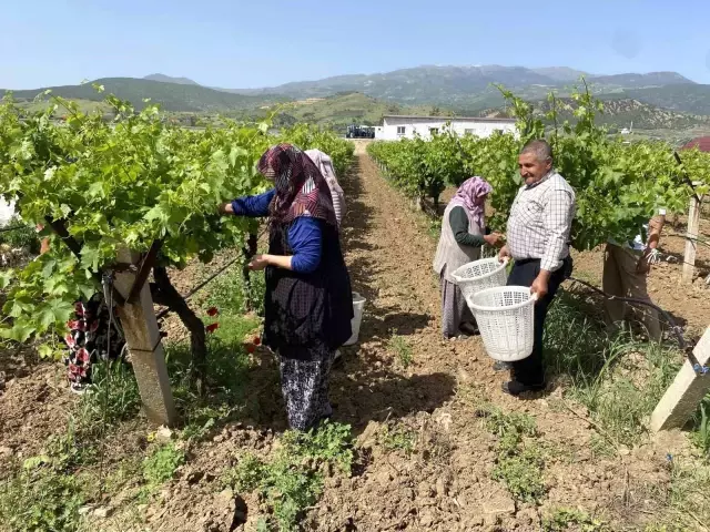 Vine Leaf Production in Alaşehir Provides Promising Income for Producers