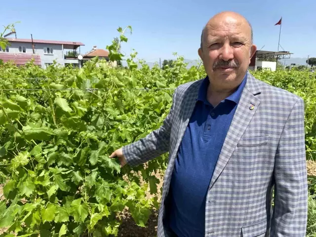 Vine Leaf Production in Alaşehir Provides Promising Income for Producers
