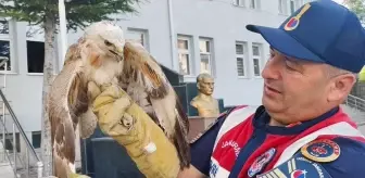 Yaralı Şahin Tedavi Altına Alındı
