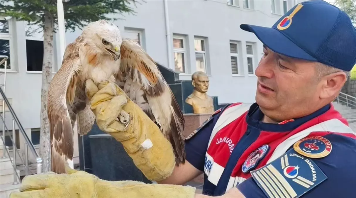 Yaralı Şahin Tedavi Altına Alındı