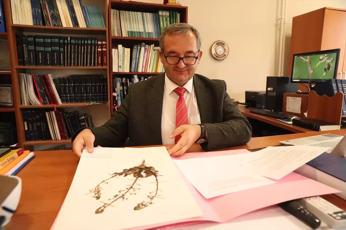 Sıraca Otu Üzerinde Kimyasal Savunma Araştırması Başlatıldı