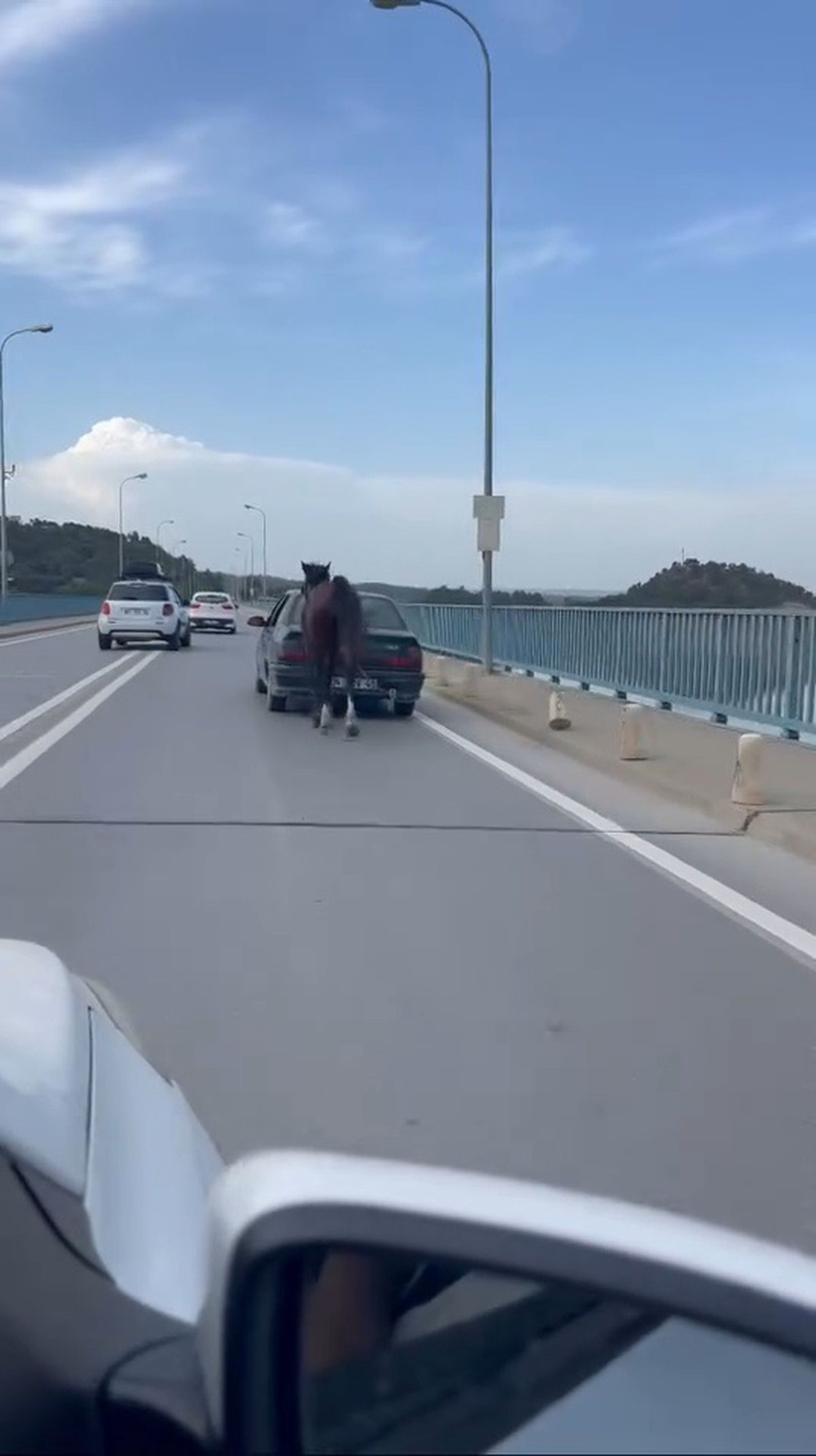 Adana'da Atı Otomobile Bağlayarak Eziyet Eden Sürücüler Tutuklandı