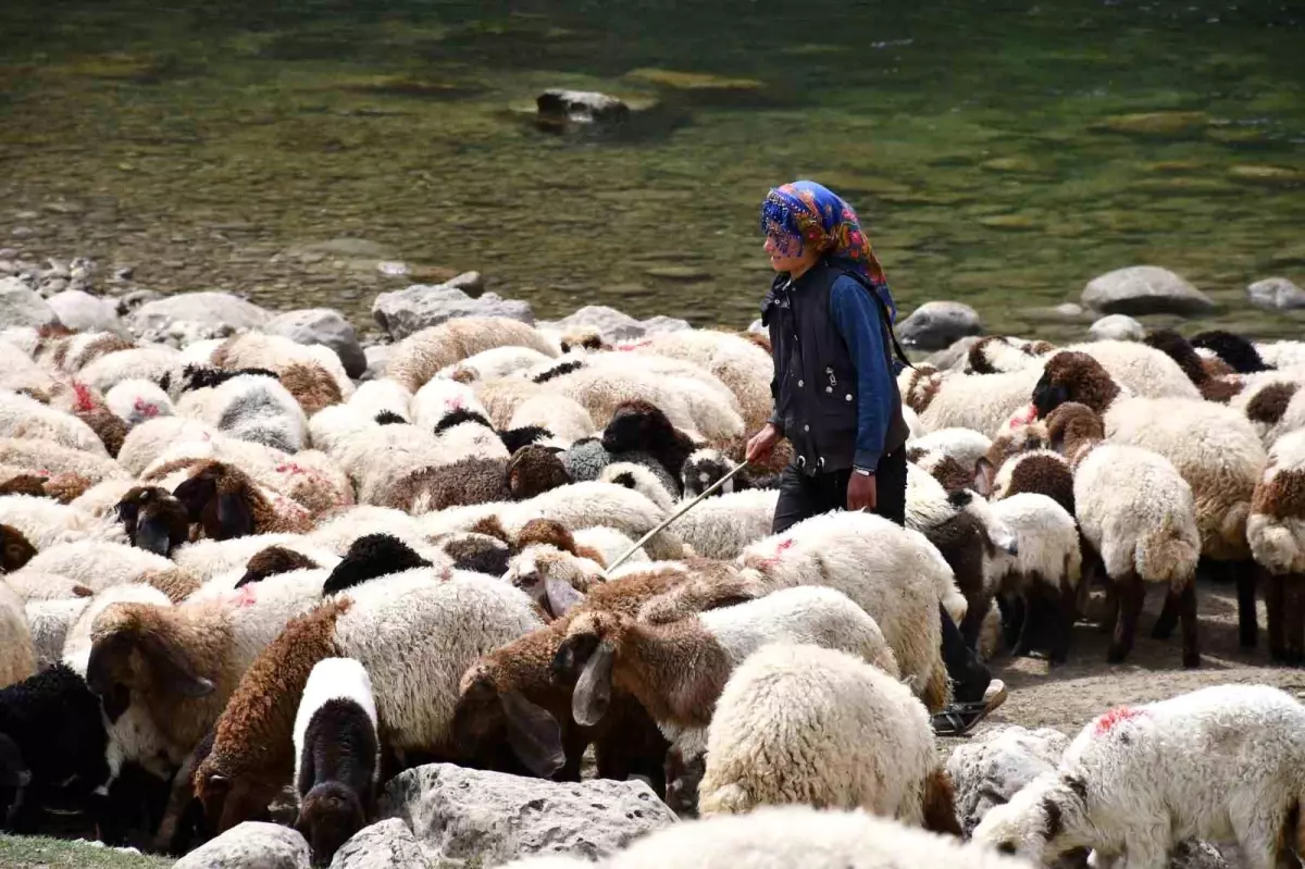 Zorlu Göç Yolculuğu: Rozerin Yıldız'ın Hayali