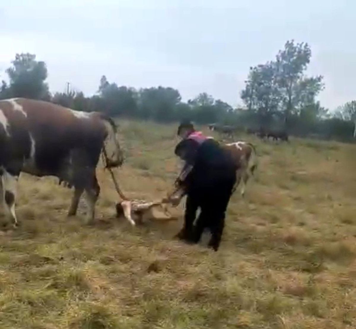 Düzce'de Jandarma, Doğum Zorlanan Büyükbaş Hayvana Yardım Etti