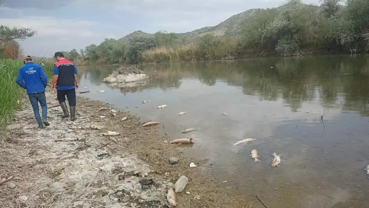Kızılırmak Nehri'nde Elektrik Şoklamasıyla Balık Ölümleri Yaşandı