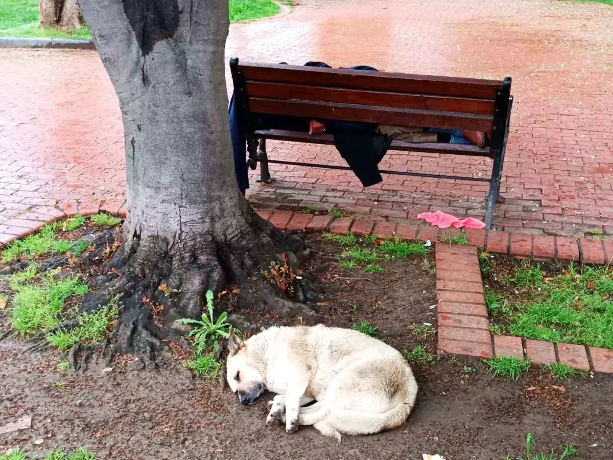 Sadık Köpek, Uykudaki Adamı Korudu