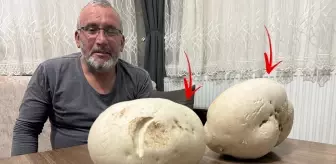 Yürüyüşe çıktığı kırsal alanda dev mantarlar buldu